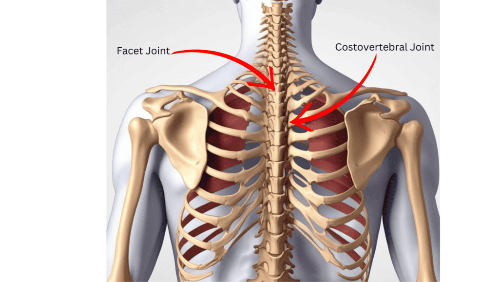Facet and Costovertebral Joints