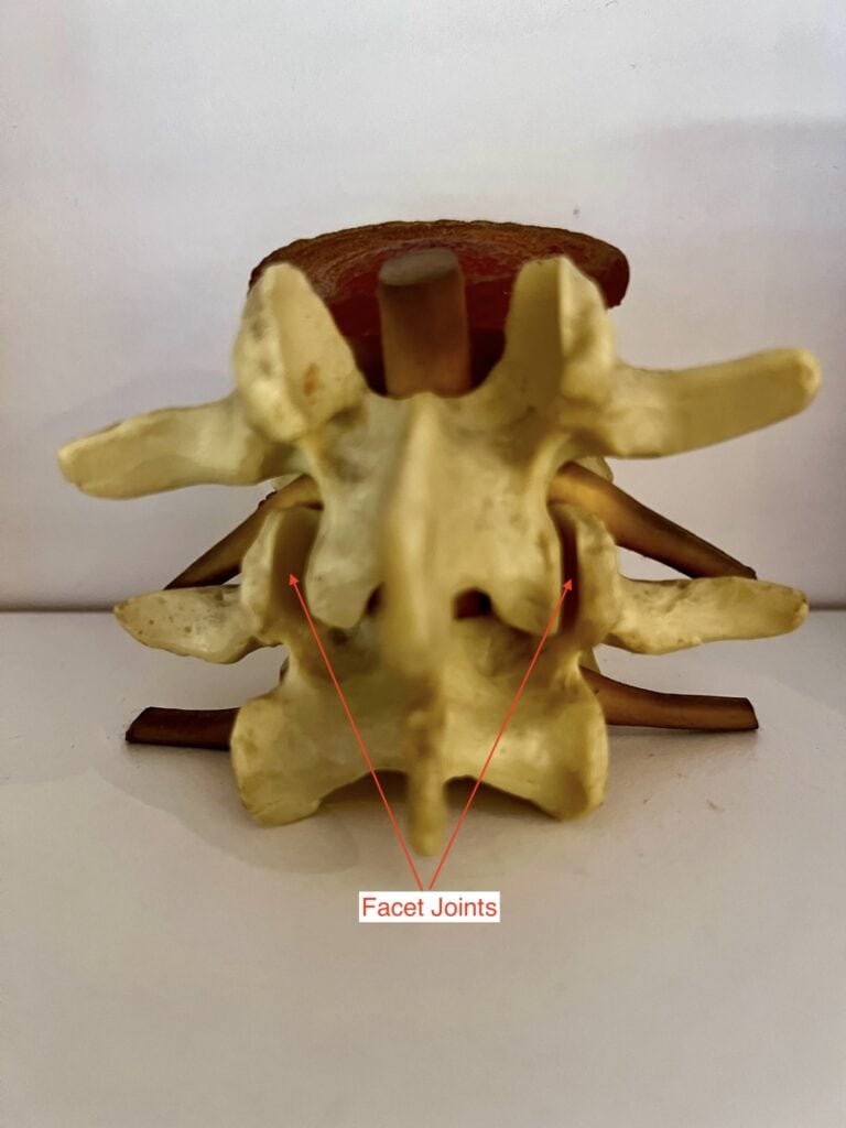 Facet joints