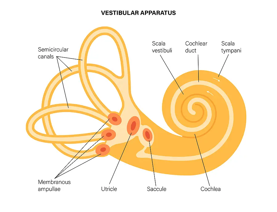 vestibular apparatus including the semicircular canals involved in dizziness when rolling over in bed