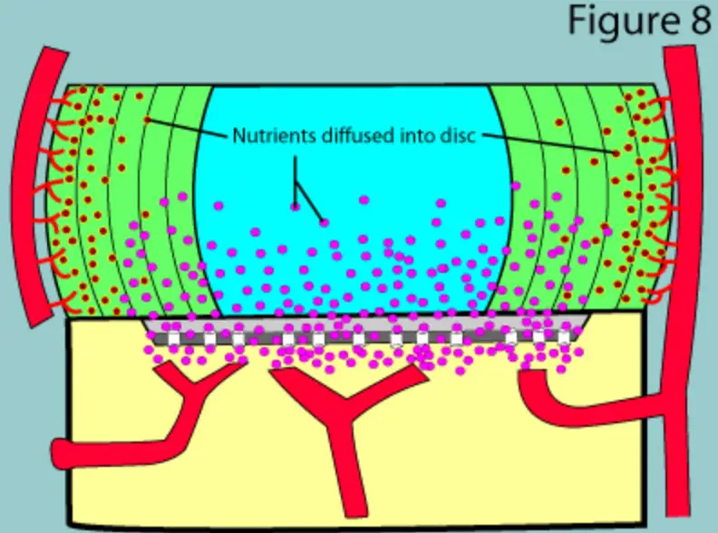 illustration showing the blood supply of the disc